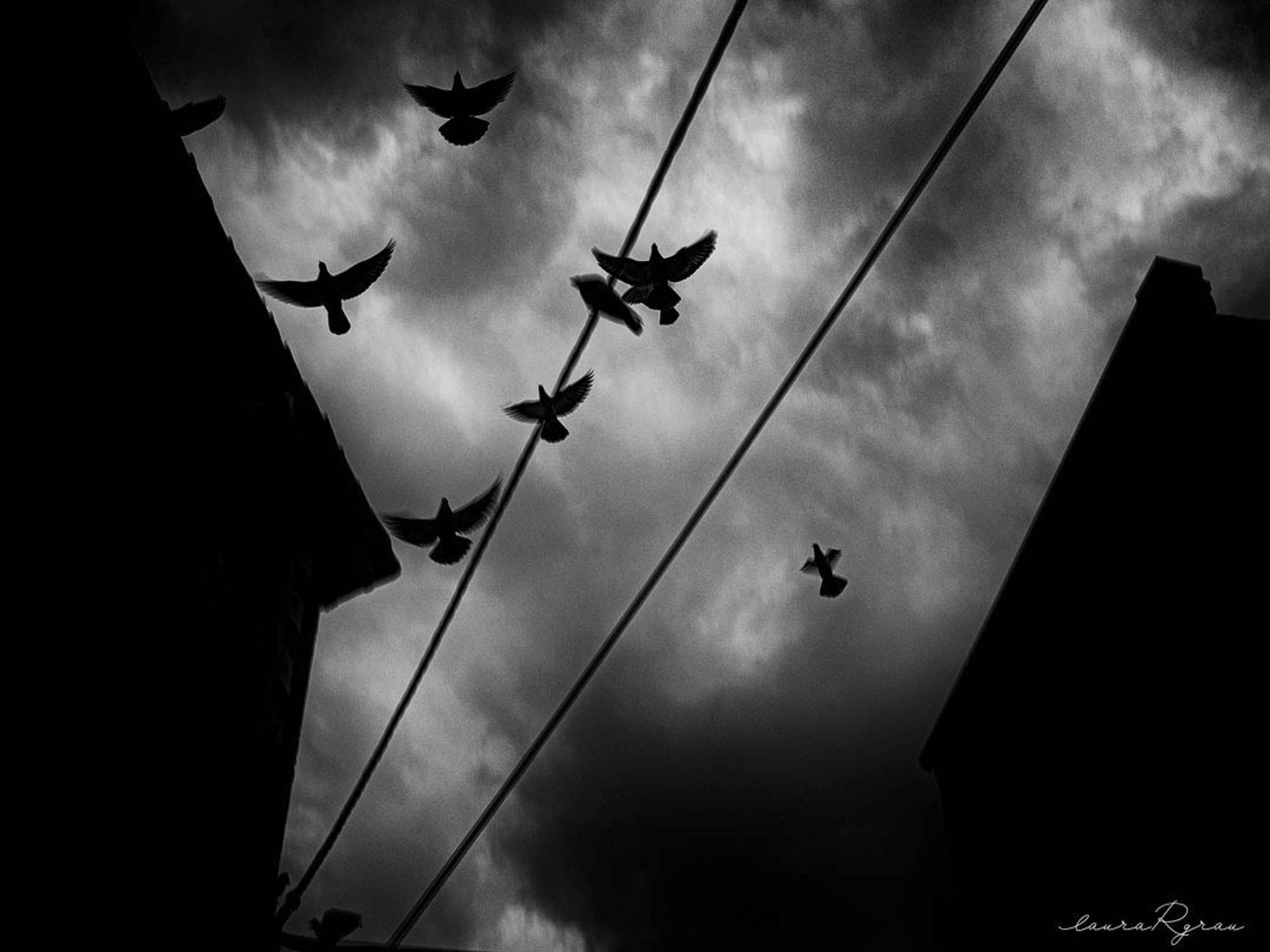contraluz y aves alzando el vuelo en una tarde de tormenta
