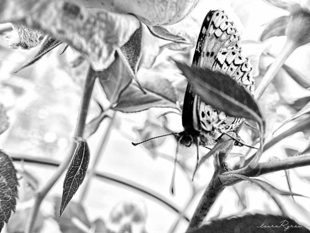mariposas en blanco y negro