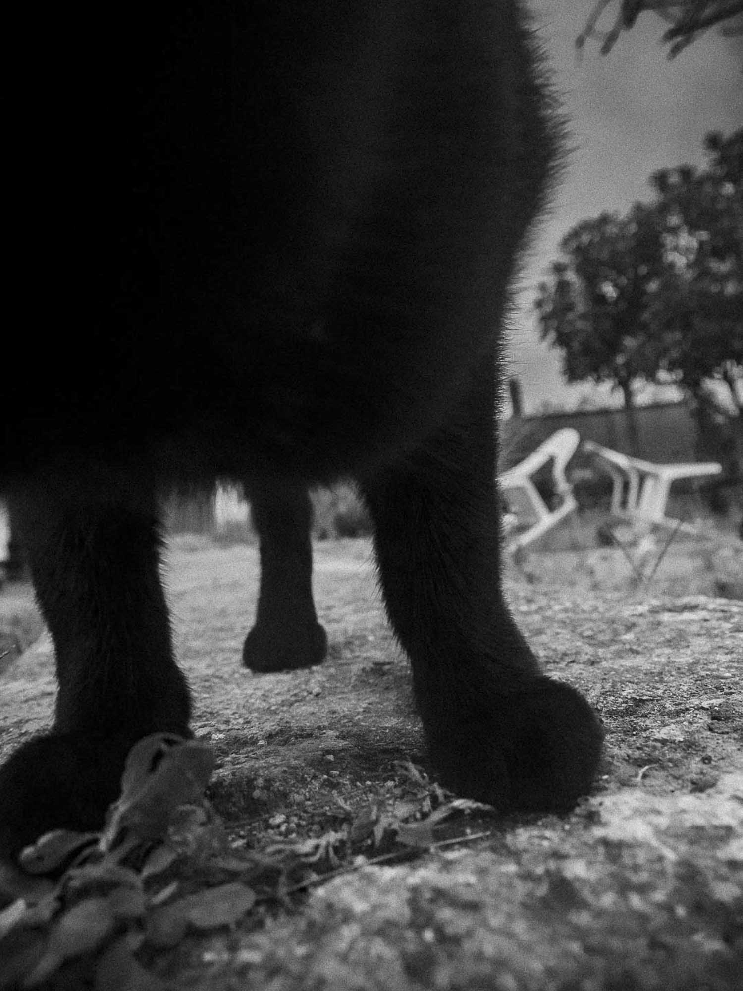 no les busques tres pies al gato