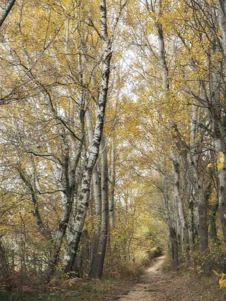 paisaje de la garrotxa en otoño