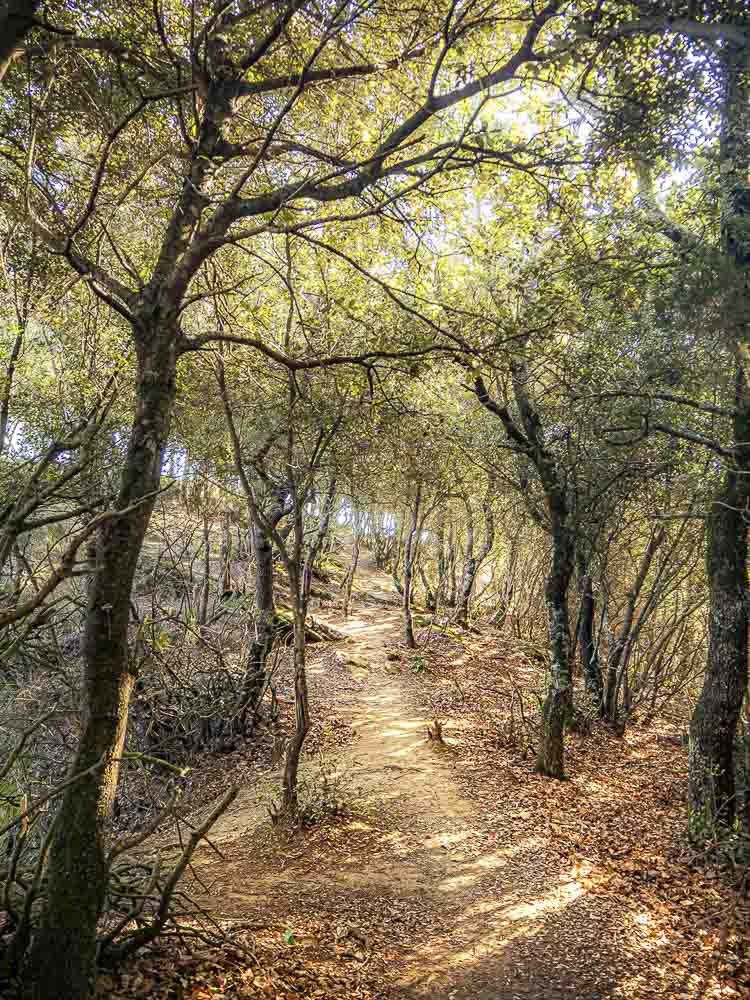 arboles en otoño en girona
